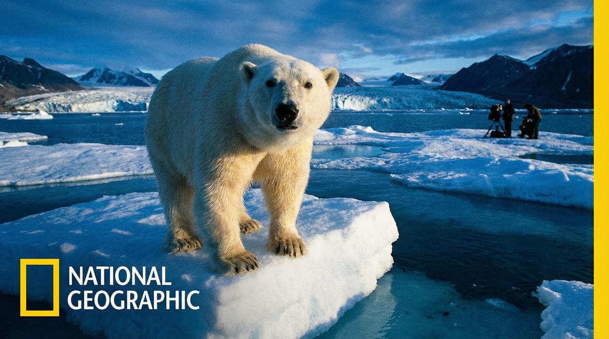 海角北极熊视频